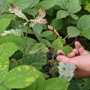 11:15 by Simon &amp;amp; Lucy