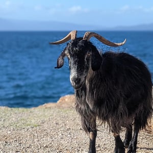 Goat by Simon &amp;amp; Lucy