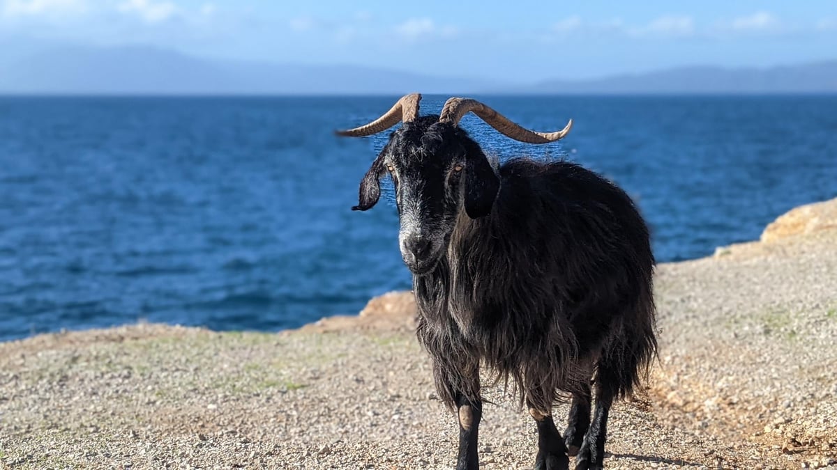 Goat, Greece