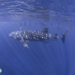 Birthday With Whale Sharks! by Newluks