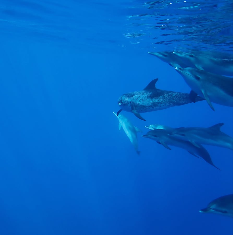 Mares claros y delfines, España