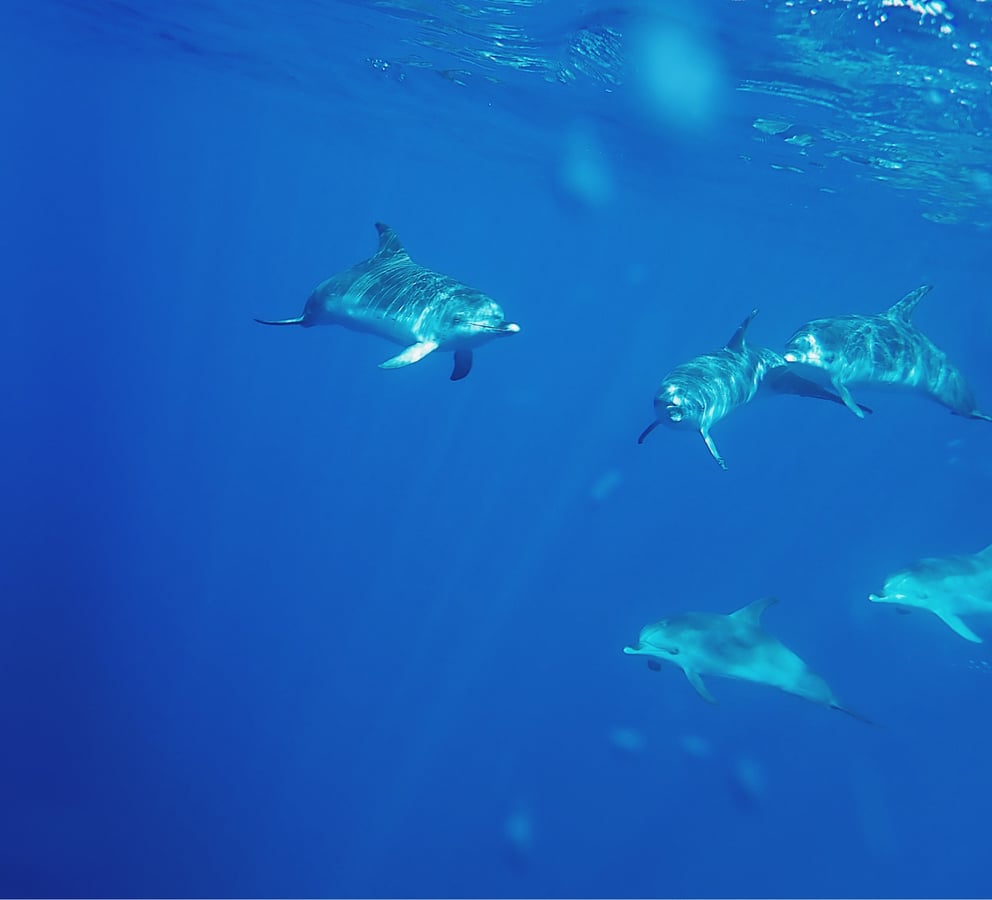 Mares claros y delfines, España