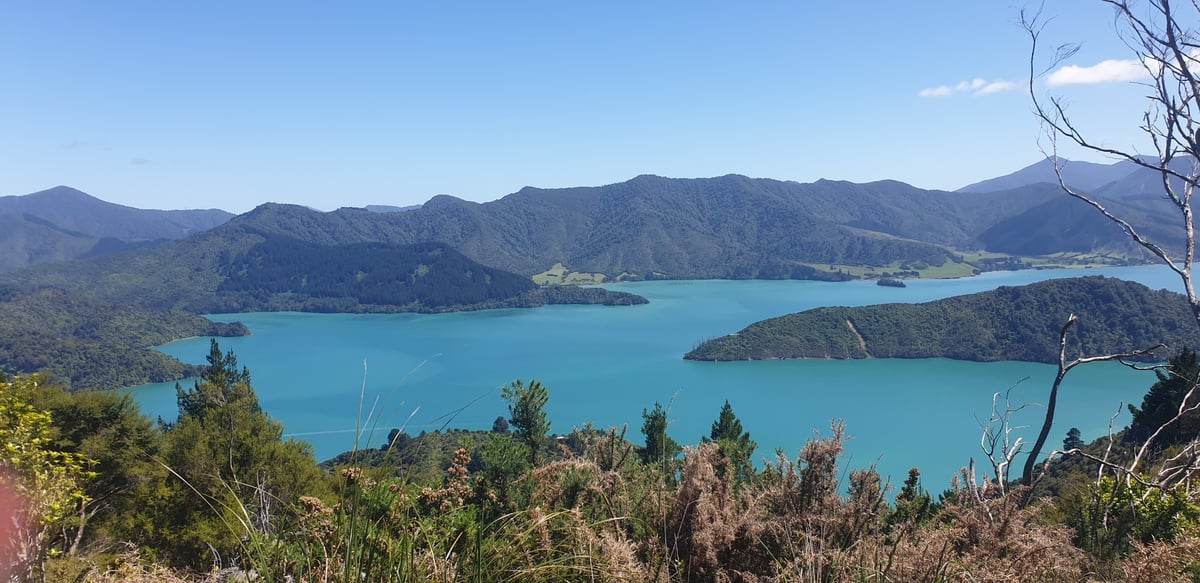 He/She is, New Zealand