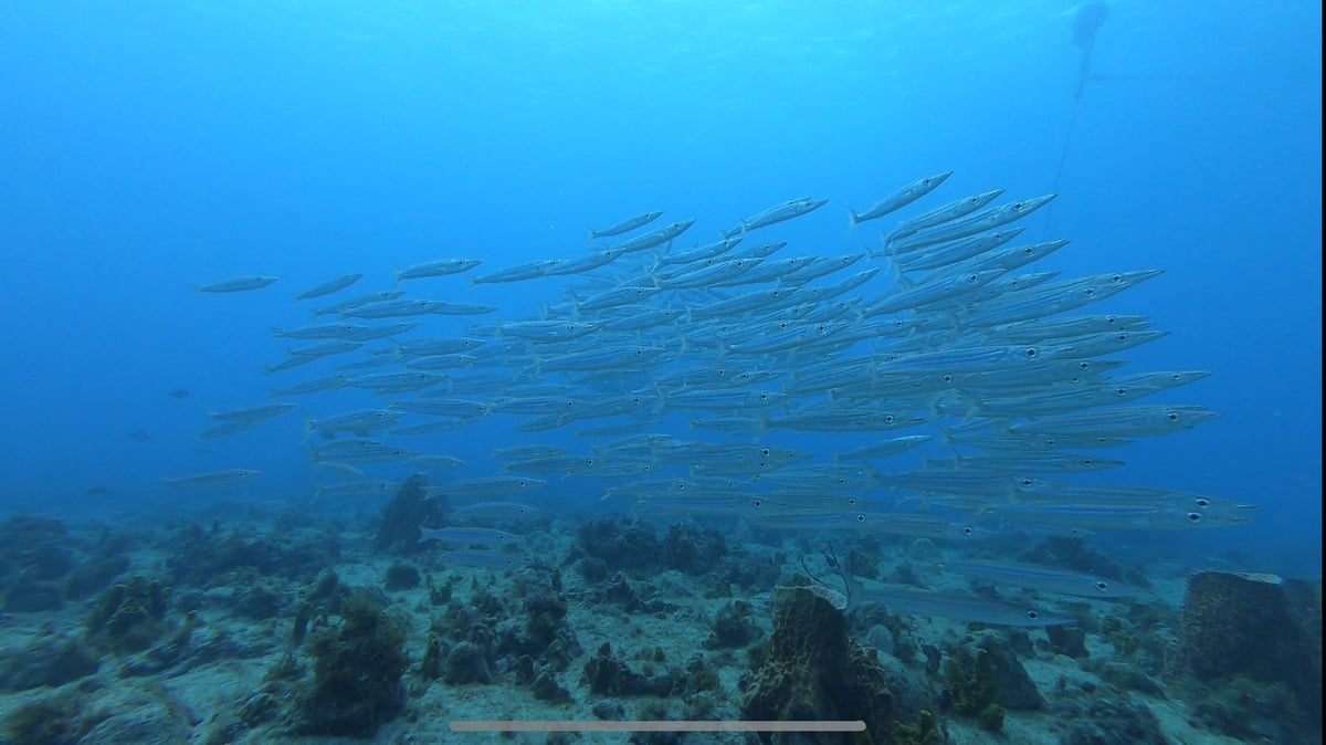 Tarde de snorkel, Guadalupe