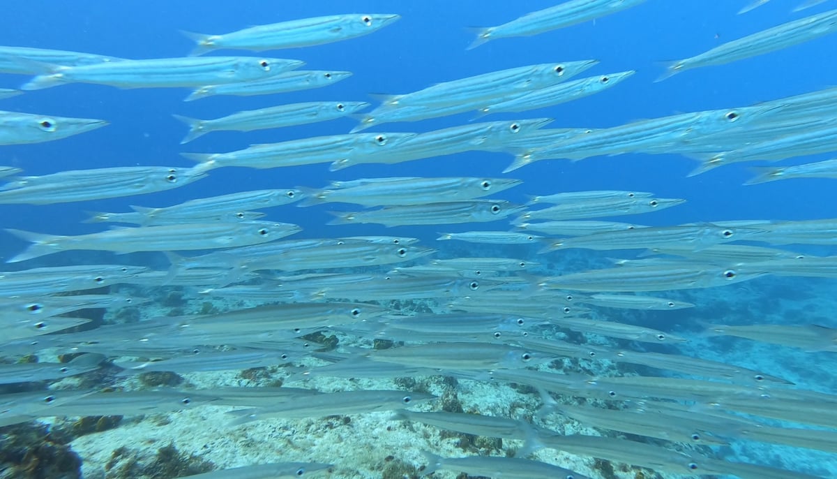Tarde de snorkel, Guadalupe