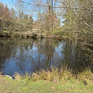Ducks On The Pond by Geoffrey