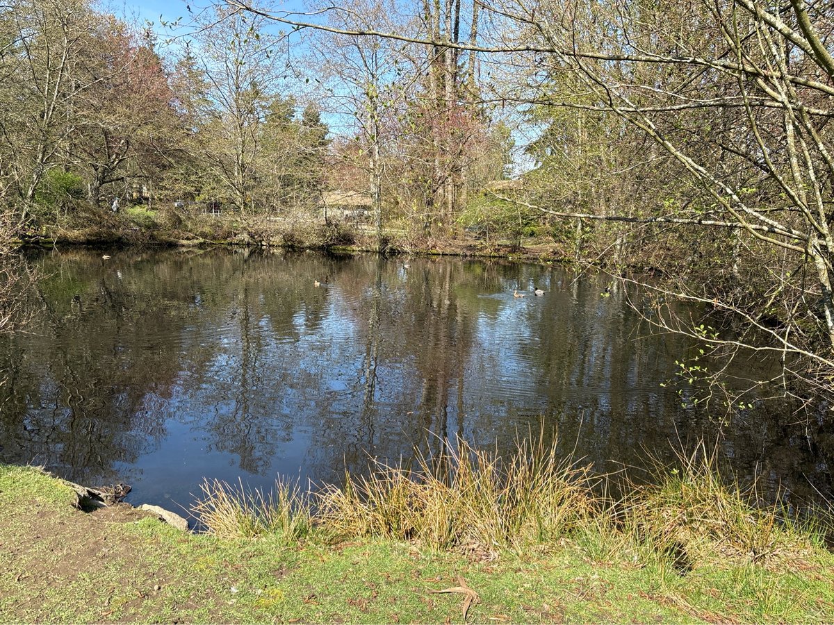 Enten auf dem Teich, Kanada