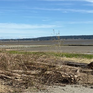View Of Mud Bay by Geoffrey