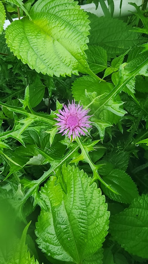 Usuki, Japan