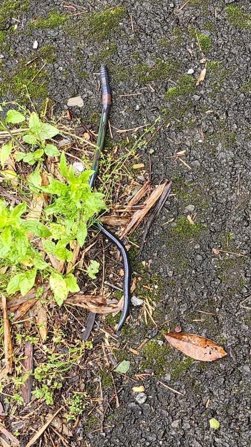 Giant Worm!, Japan