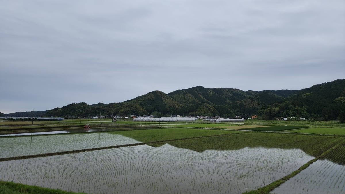 Rice, Japan