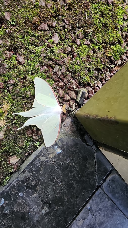 Moth!, Japan