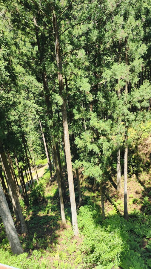 Tall Tall Trees, Japan