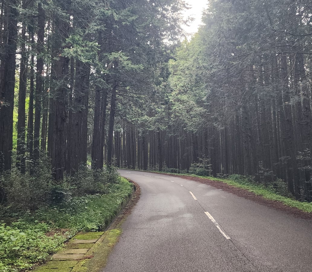 Alberi delle colline del Fuji, Giappone