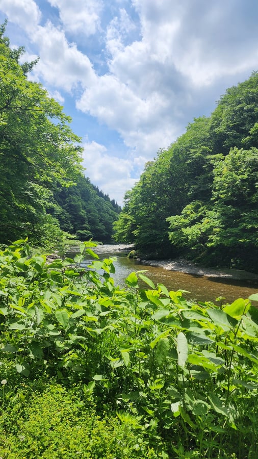 Foresta selvaggia, Giappone