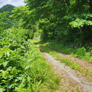 Wild Forest by St John