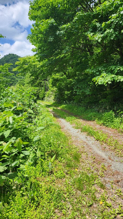 Foresta selvaggia, Giappone