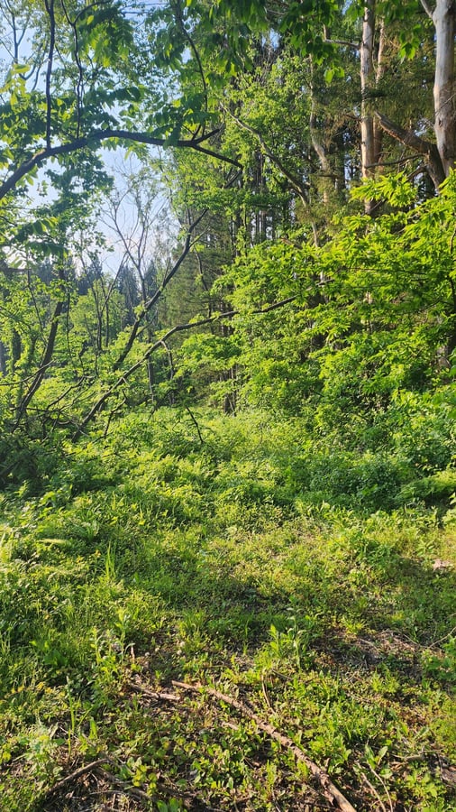 Komoot pensa che questa sia una strada, Giappone