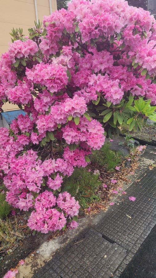 Flores, Japón