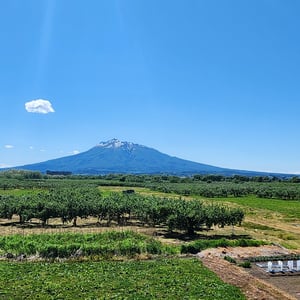 That's A Lot Of Apples by St John