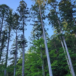 These cedars are at least 250 years old by St John