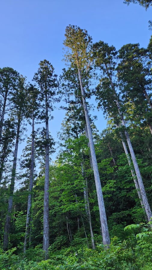 Es increíblemente hermoso aquí., Japón