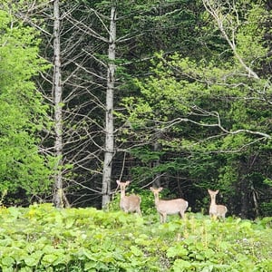 Those Deer by St John