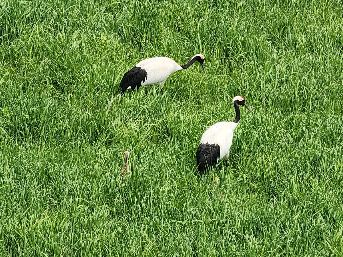 No sabía que había emús en Hokkai, Japón