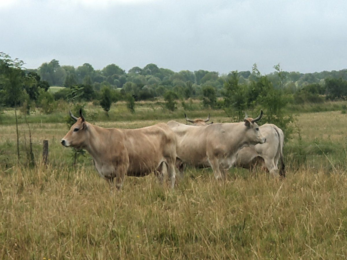 Cows!, France