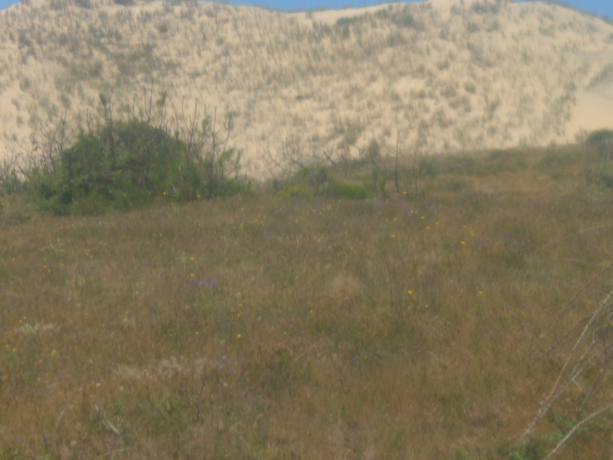 Sanddünen, Frankreich