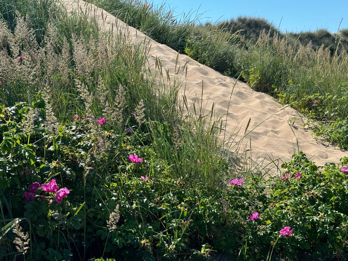 Spiaggia e dune Nesr Falkenburg, Svezia