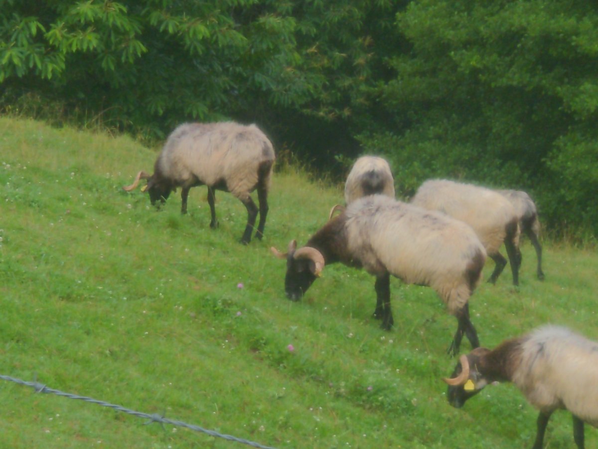 Sheep Though!, France