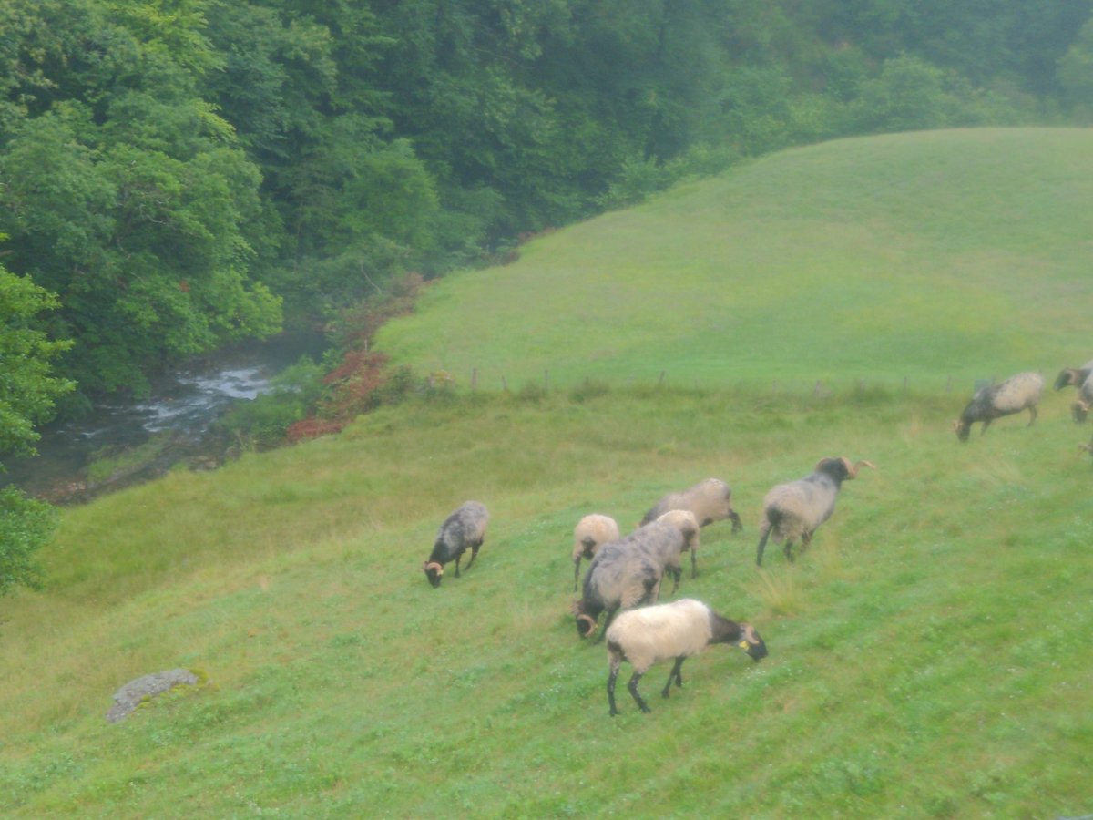 Sheep Though!, France