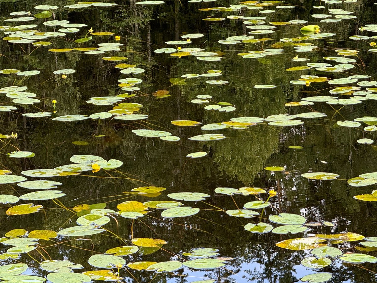The Photogenic Lake, Sweden