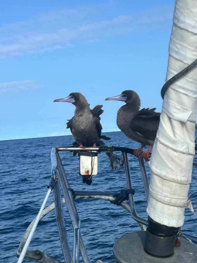 Our New Stowaways!
