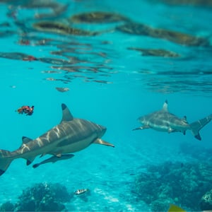 Fakarava South by SY