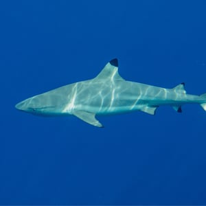 Fakarava South by SY