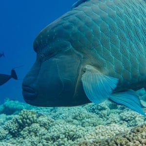 Fakarava South by SY