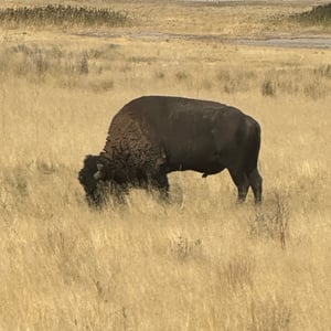 Antelope Island 9/8 by Matthew