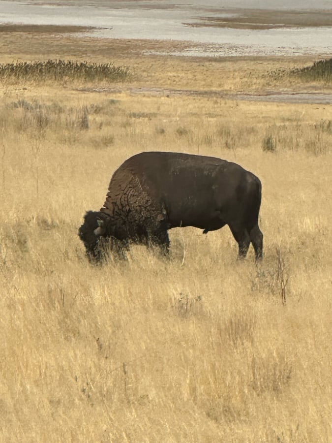 Antelope Island 9/8, United States