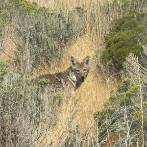 Antelope Island 9/8 by Matthew