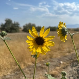 Antelope Island 9/8 by Matthew