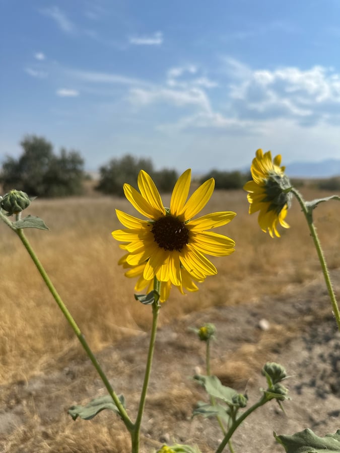 Antelope Island 9/8, United States