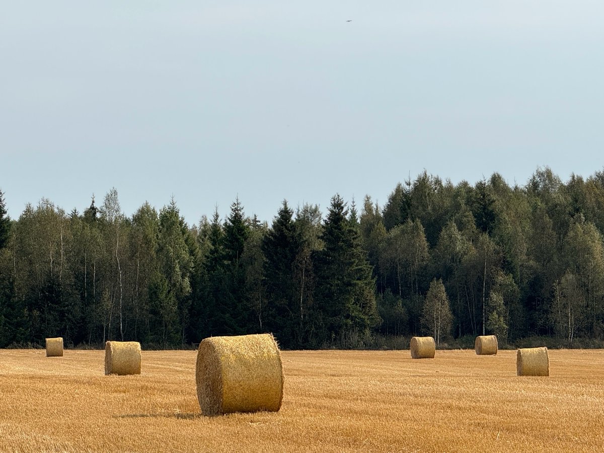 Heu, die altmodische Art, Schweden