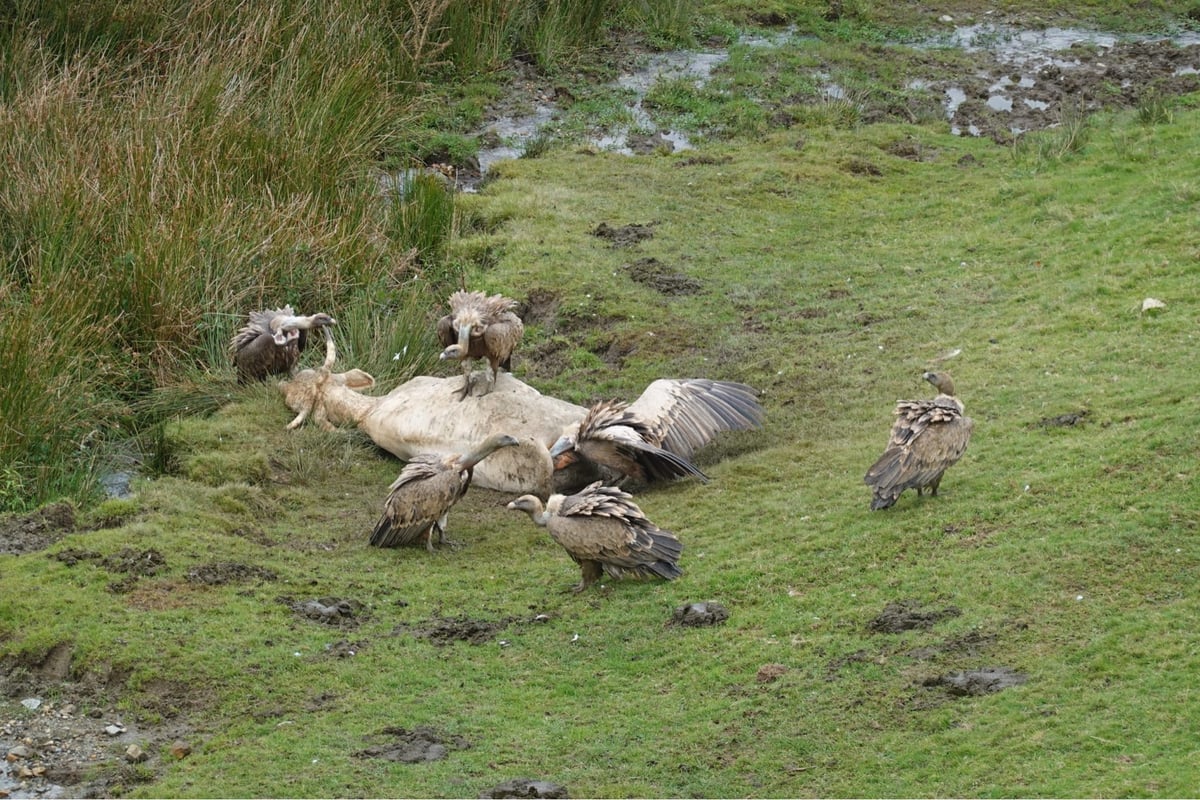 Death Chickens (from Yesterday), Spain