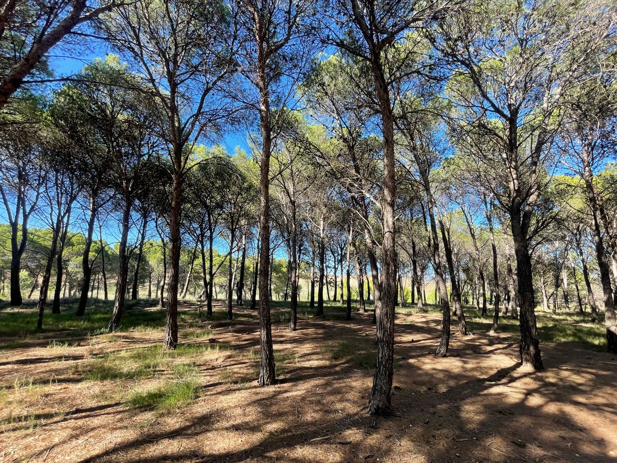 Finde den James, Spanien