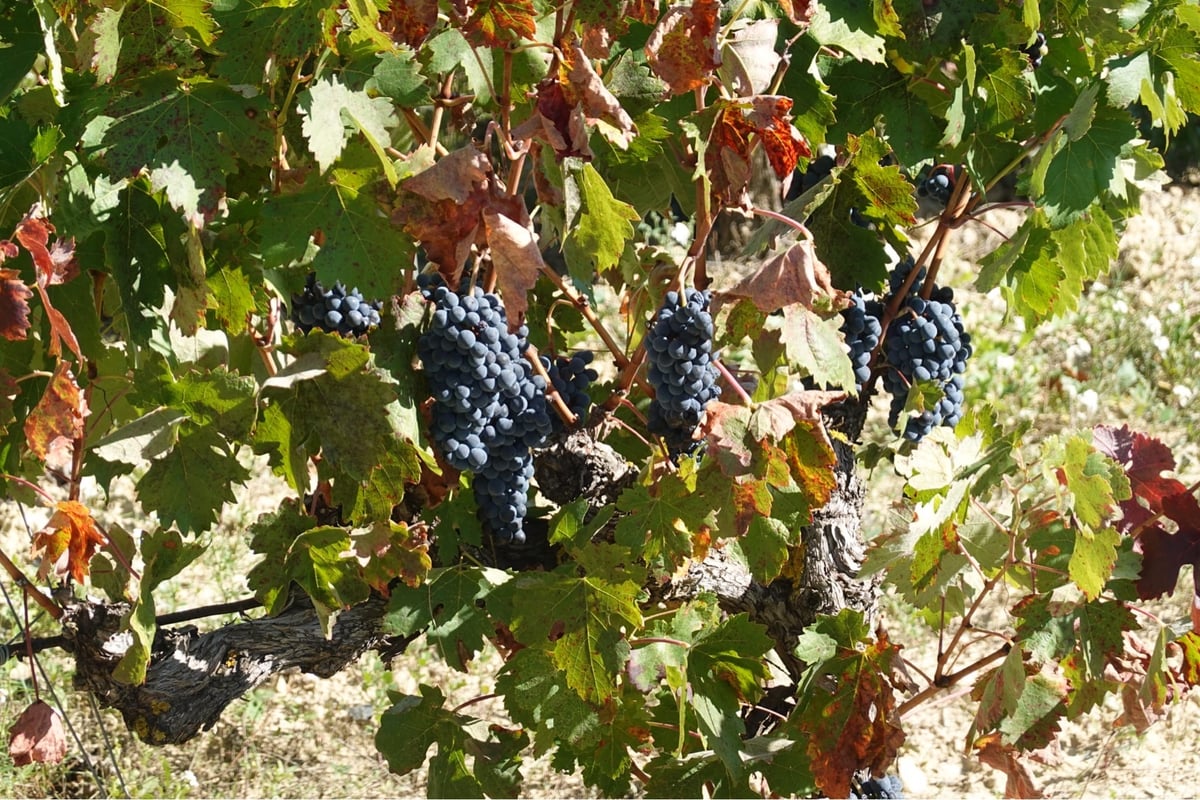 Erntezeit in La Rioja Alavesa, Spanien