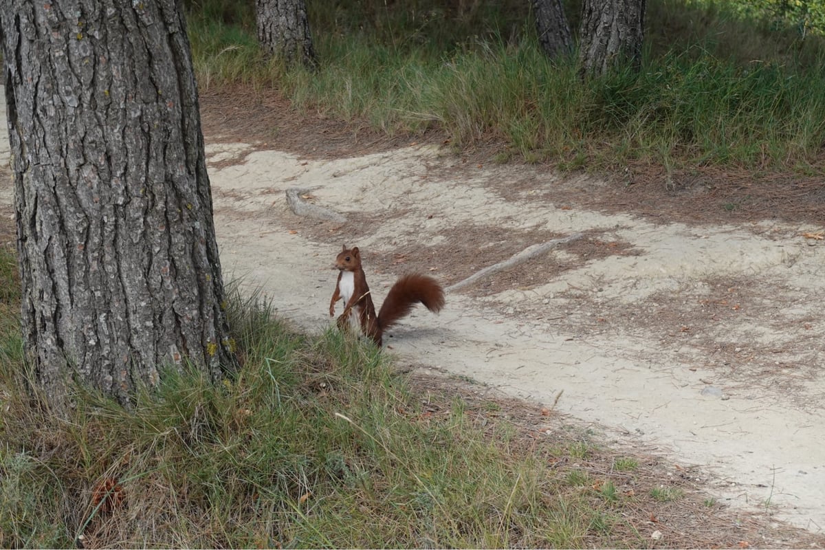 Red Squirrel Showing Us The Way, Spain