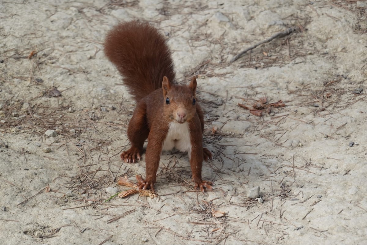 Red Squirrel Showing Us The Way, Spain