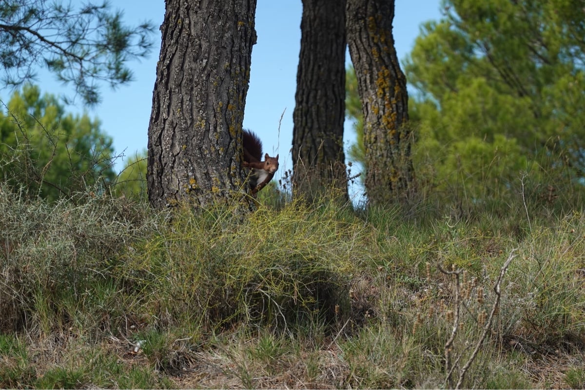 L'écureuil roux nous montre le chemin, Espagne